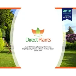 Dwarf Patio Miniature Victoria Plum Fruit Tree 3-4ft Supplied In A 5 Litre Pot -JELLYCAT SALES 60698684 5