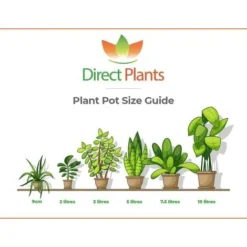 Magnolia Stellata Plant Tree Extra Large 3-4ft Supplied In A 7.5/10 Litre Pot -JELLYCAT SALES 89388893 4