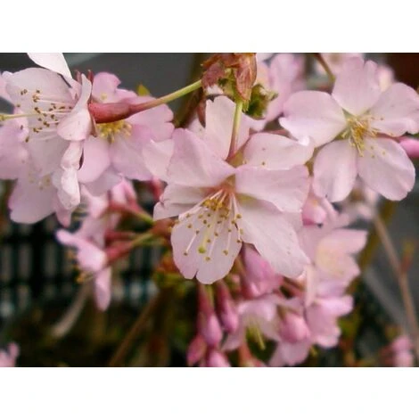 Prunus Nipponica Ruby Dwarf Patio Flowering Japanese Cherry Tree 3-4ft Supplied In A 5 Litre Pot … 1 Prunus Nipponica Ruby Dwarf Patio Flowering Japanese Cherry Tree 3-4ft Supplied In A 5 Litre Pot …