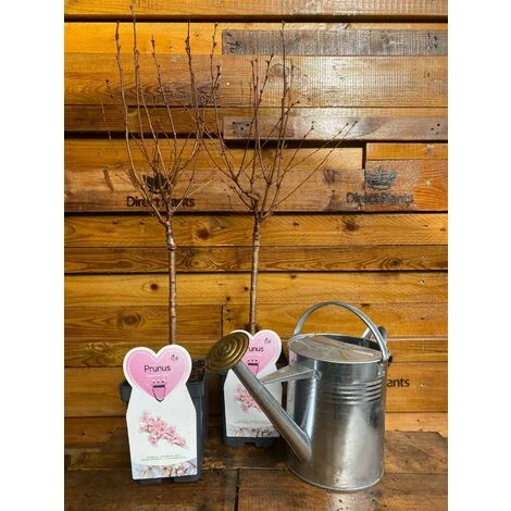 Prunus Nipponica Ruby Dwarf Patio Flowering Japanese Cherry Tree 3-4ft Supplied In A 5 Litre Pot … 2 Prunus Nipponica Ruby Dwarf Patio Flowering Japanese Cherry Tree 3-4ft Supplied In A 5 Litre Pot … - Image 2