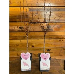 Prunus Nipponica Ruby Dwarf Patio Flowering Japanese Cherry Tree 3-4ft Supplied In A 5 Litre Pot … 7 Prunus Nipponica Ruby Dwarf Patio Flowering Japanese Cherry Tree 3-4ft Supplied In A 5 Litre Pot … -JELLYCAT SALES 90970907 3
