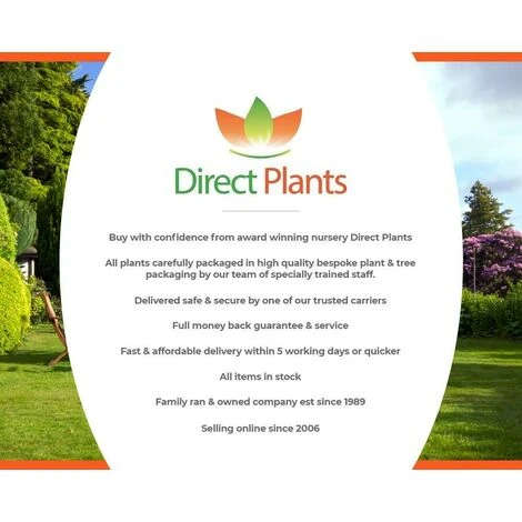 Prunus Nipponica Ruby Dwarf Patio Flowering Japanese Cherry Tree 3-4ft Supplied In A 5 Litre Pot … 4 Prunus Nipponica Ruby Dwarf Patio Flowering Japanese Cherry Tree 3-4ft Supplied In A 5 Litre Pot … - Image 4